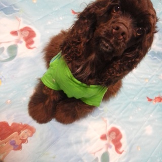 元気いっぱいアメリカンコッカースパニエル