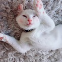 生後半年！！オッドアイの猫ちゃん