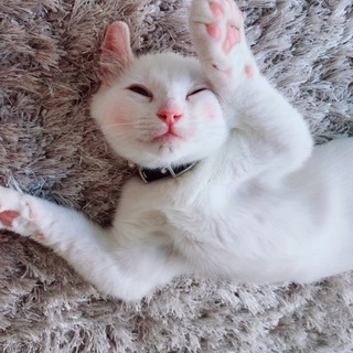 生後半年！！オッドアイの猫ちゃん