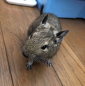 元気いっぱい！デグー♂