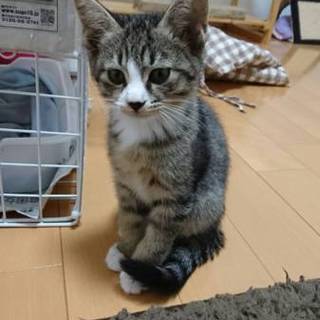 すでにイケメン☆カイヤくん