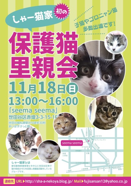 しゃー猫家ねこ譲渡会 シャーねこ家のイベント 5787 ペットのおうち 月間利用者150万人
