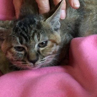 生後2ヶ月ぽよよんな子猫  きみちゃん