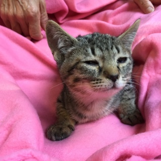 生後2ヶ月ぽよよよん子猫  ジーノ君