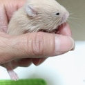 ハムスターの赤ちゃん