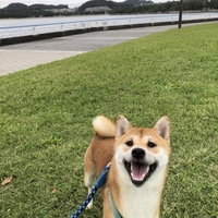 ゆず