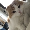 あやめ