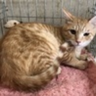 ☆お外で保護しました　可愛い茶トラ男の子☆