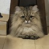 つばき
