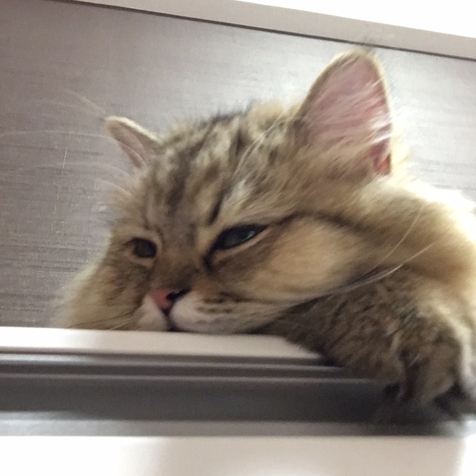 つばきのカバー写真