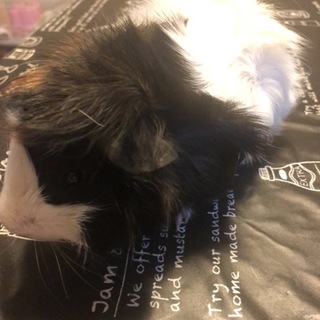 モルモット里親募集