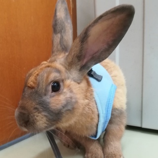 急募！茶色ウサギちゃんの里親さま