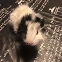 モルモット赤ちゃん