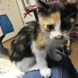 2ヶ月の三毛猫です！