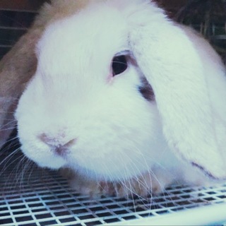 ロップイヤー1歳♂丸顔♡