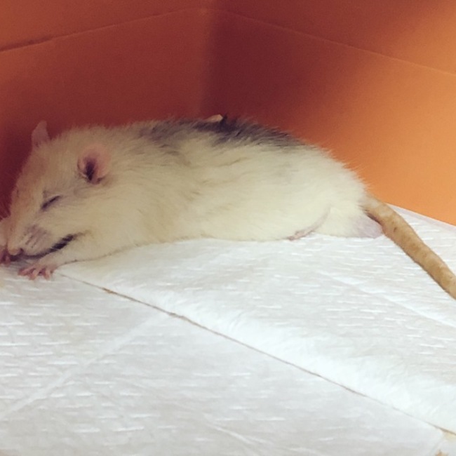 ひばりーあ(・◇・)のカバー写真