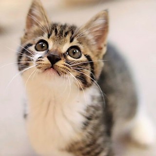 人馴れ抜群＆お茶目で愛嬌たっぷり男の子