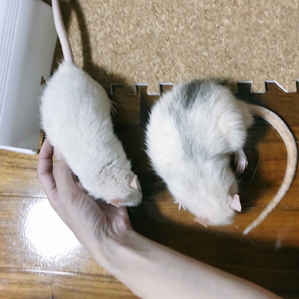 きなこのカバー写真