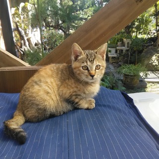 【募集停止中】子猫の里親募集してます。