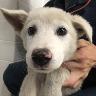 緊急です。命の期限が迫っています。助けて下さい