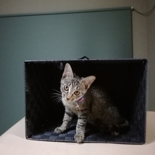 可愛い〜ホタテちゃん❤