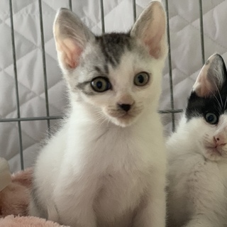 保護猫の可愛い赤ちゃん猫です