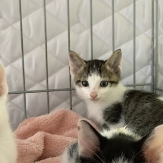 可愛い2ヶ月の子猫です