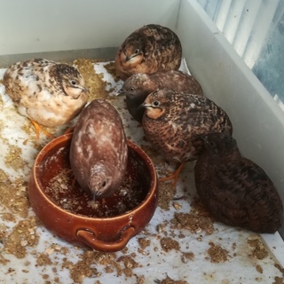 姫ウズラ6羽の里親さん募集