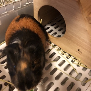 モルモット里親募集