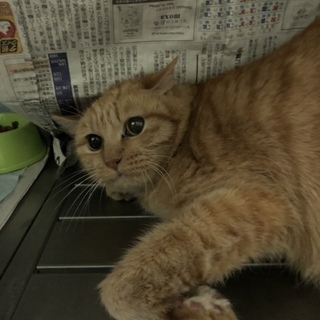 飼い主に持ち込まれた１２歳の女の子です