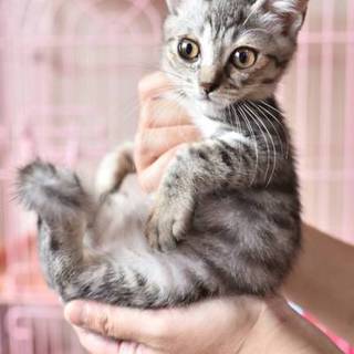 サバとらの子猫のアオです！岡崎市