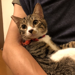 【トラ顔子猫☆キジ白マリオ】