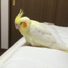 りんこ2018 さん