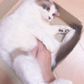 ラグドールのろこんちゃん♪インスタ映なら任せとけ！