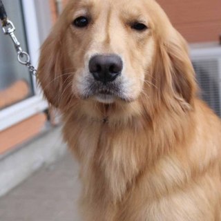 2才女の子～繁殖犬引退～　多頭飼い、地域外不可です