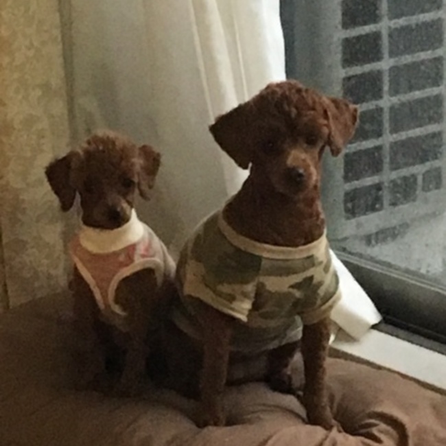 ピーナッツドーナツのカバー写真