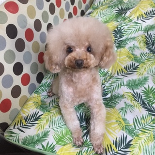 トイプードルの里親様を募集致します