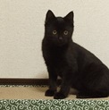 ☆黒猫☆とても人懐っこい子猫（生後4〜5ヶ月）