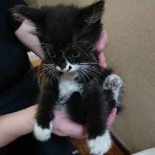 白ソックスの女の子