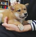 【里親募集】元気で明るい柴犬♂ H30.2月
