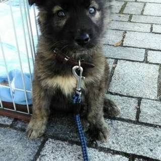 子犬　2月　黒トラ　ふわふわ