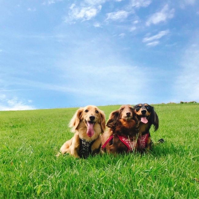 葵太夫のカバー写真