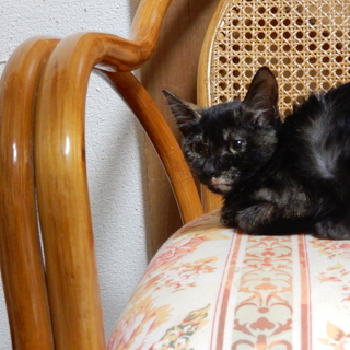 優しいサビ猫あかねちゃん