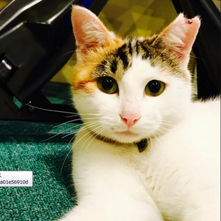 とっても甘えん坊の三毛猫　ミルちゃん