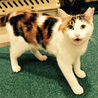 とっても甘えん坊の三毛猫　ミルちゃん サムネイル6