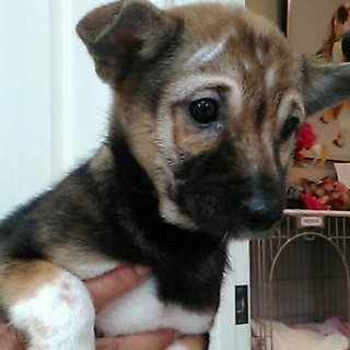 約5ヶ月の男の子です。