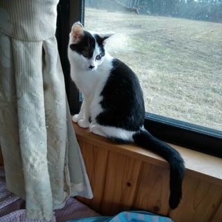 約六ヶ月元気な女の子