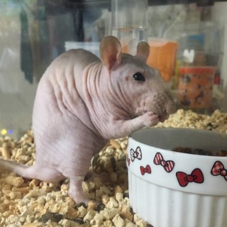 ファンシーラット（スキニー）の里親募集します