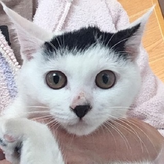 11/11 水道橋★ちーちゃん★前髪ぱっつん