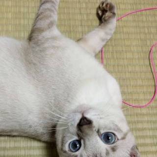 綺麗なブルーアイの男の子